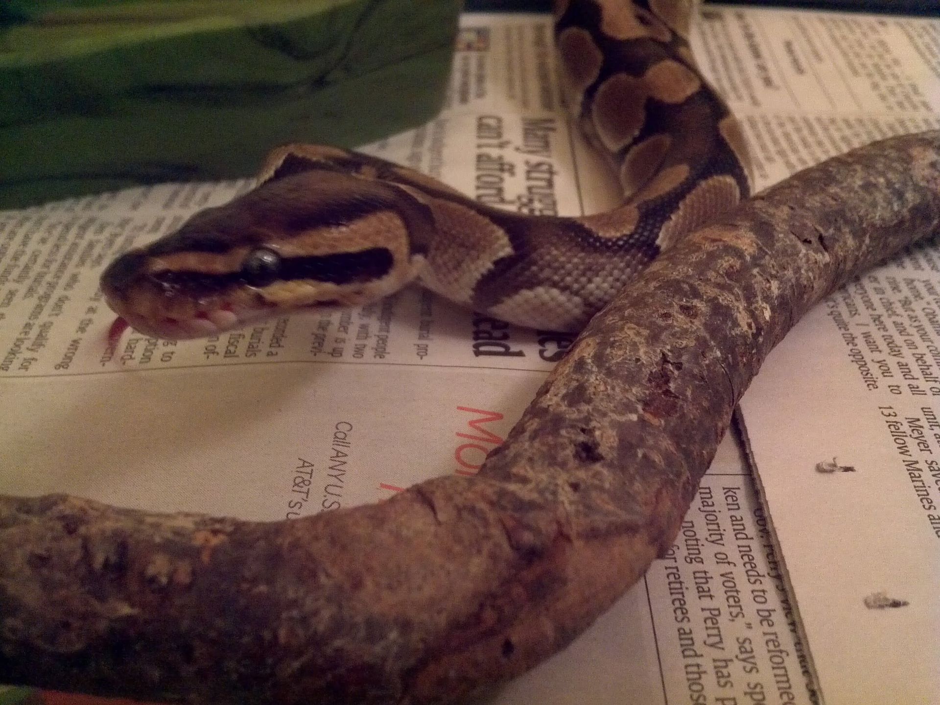 Ball Python — Ball Python (Python regius)