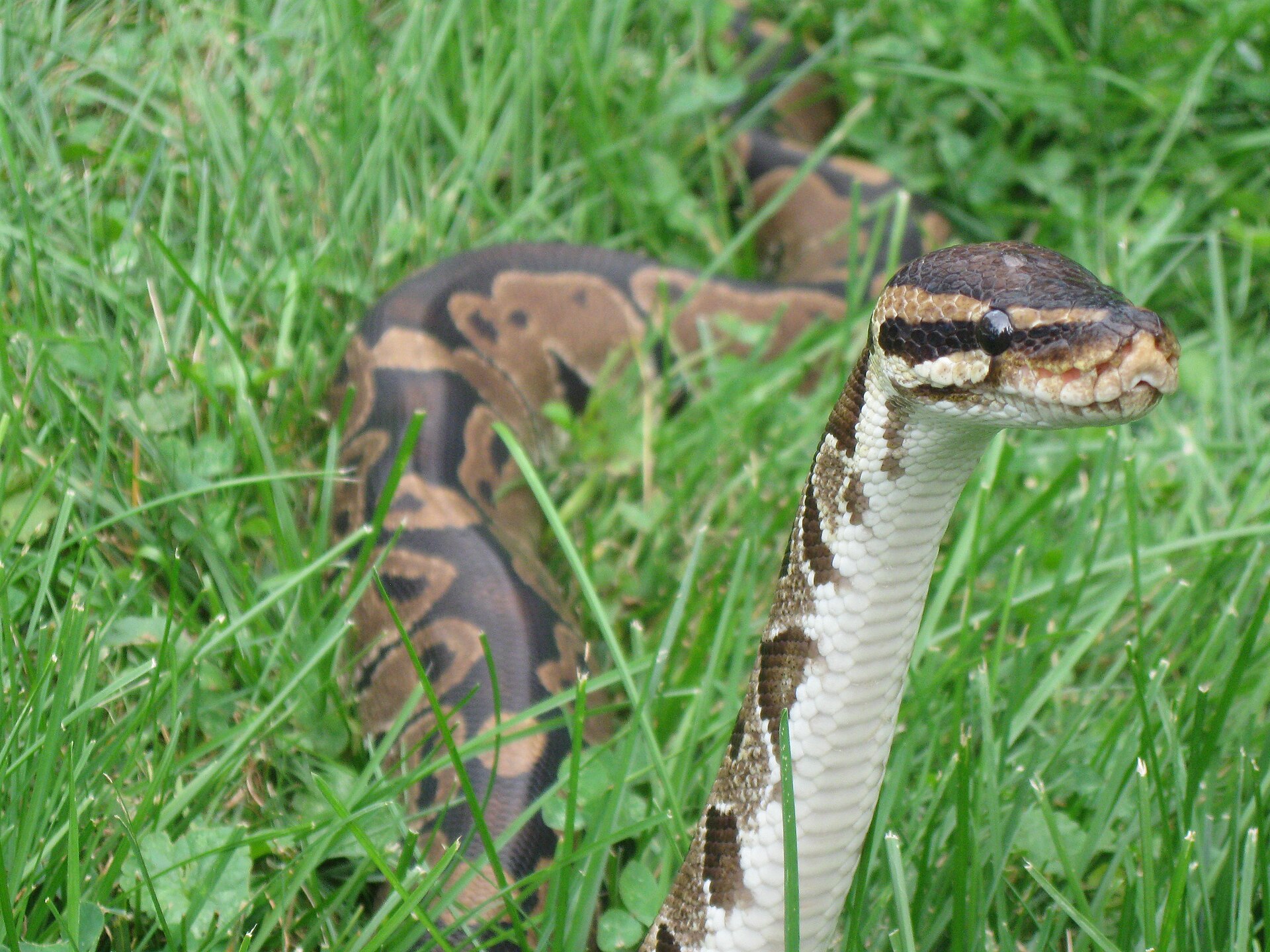 Ball Python — Ball python