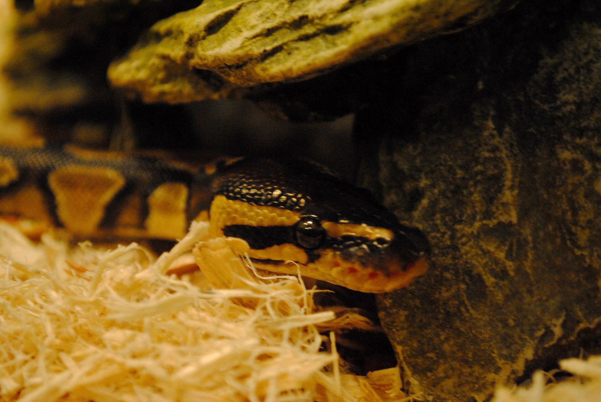 Ball Python — Ball python and rock