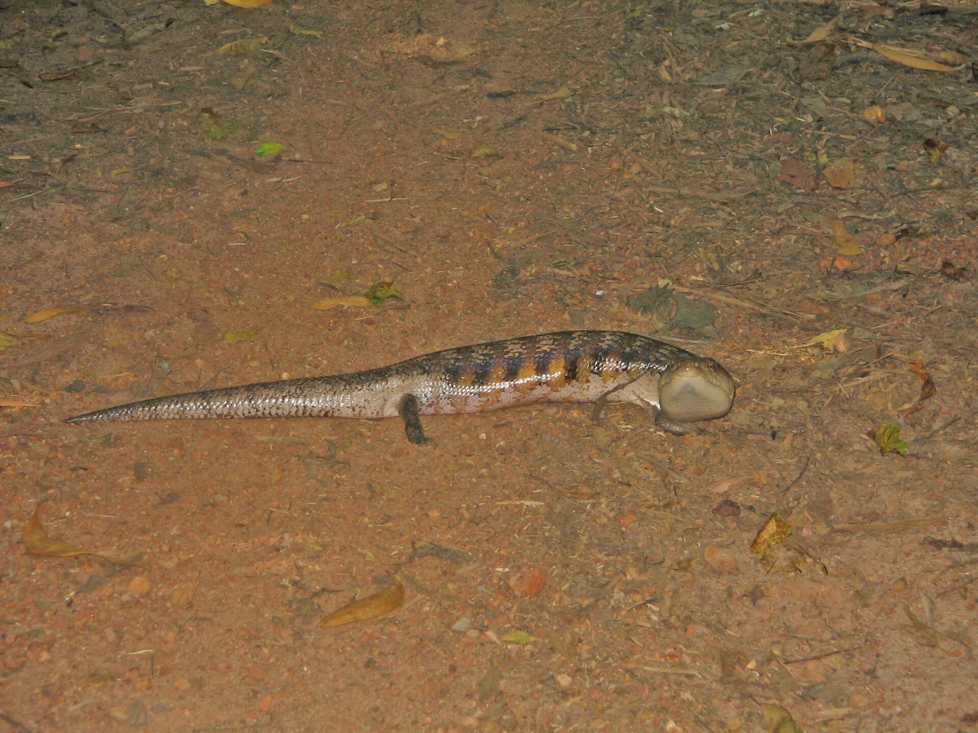 Blue-Tongue Skink — Northern blue-tongued skink (Tiliqua scincoides intermedia)