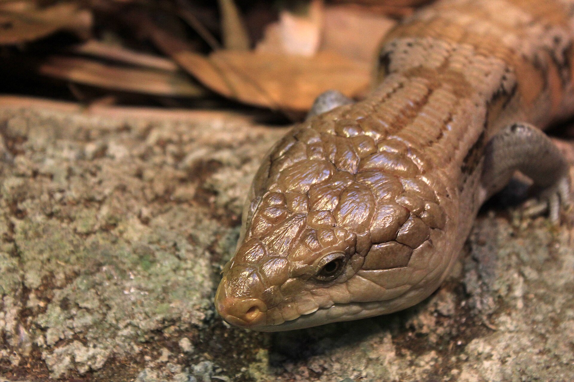 Blue-Tongue Skink — Blue-tongued skink (Tiliqua scincoides)