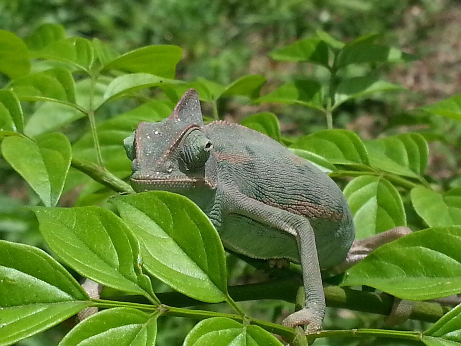 Chameleon — Chamaeleo calyptratus (captive)