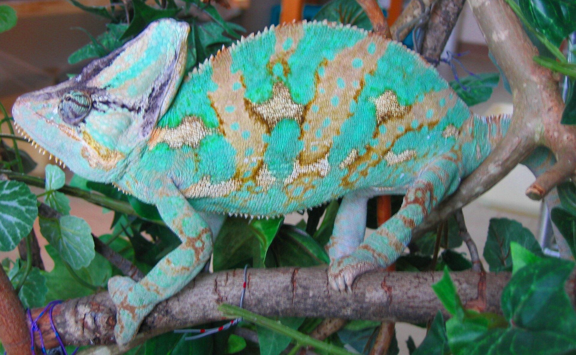 Chameleon — Male Chamaeleo calyptratus