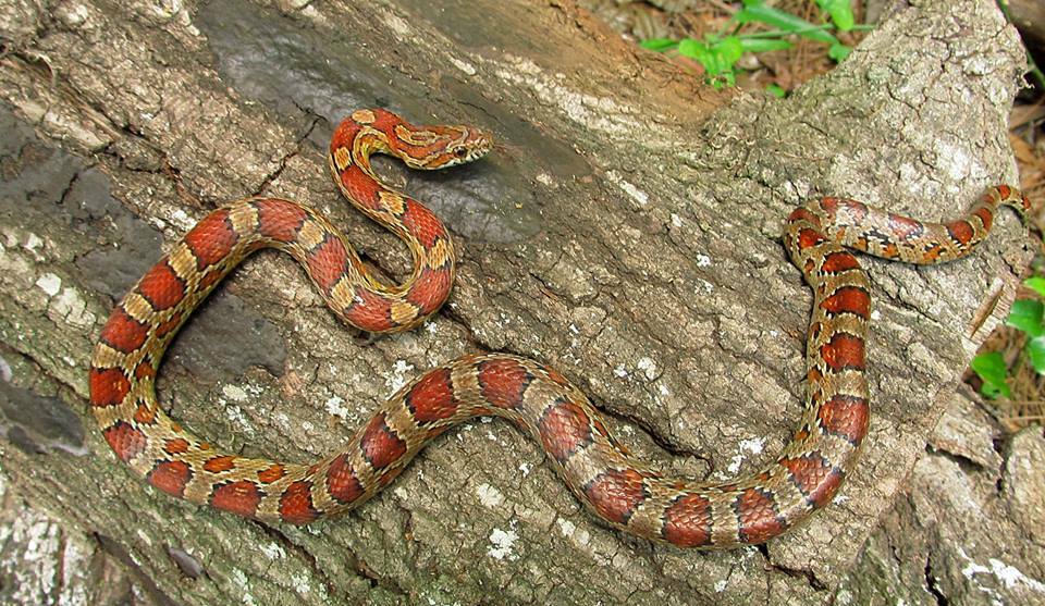 Corn Snake — Adult corn snake