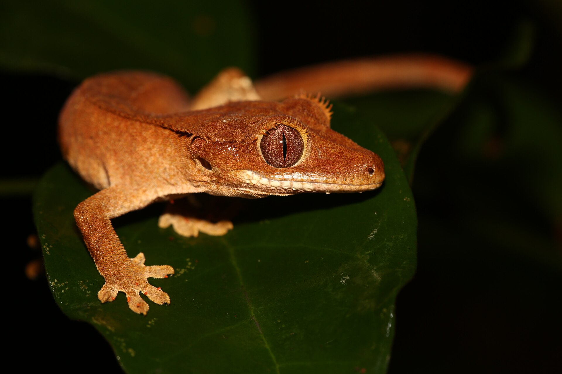 Crested Gecko — Correlophus ciliatus (crested gecko)