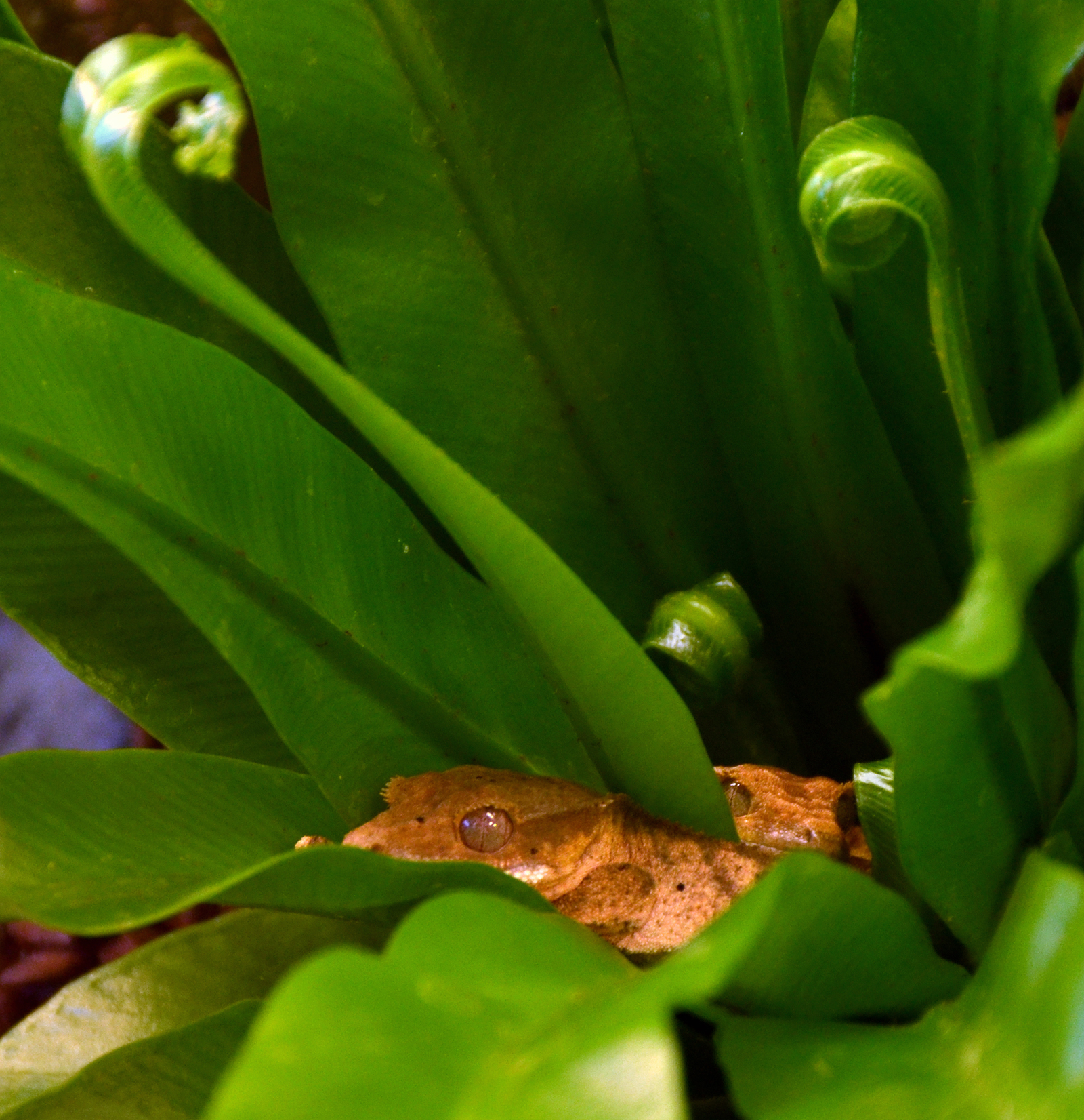 Crested Gecko — Juvenile crested geckos at Geneva reptile exhibition
