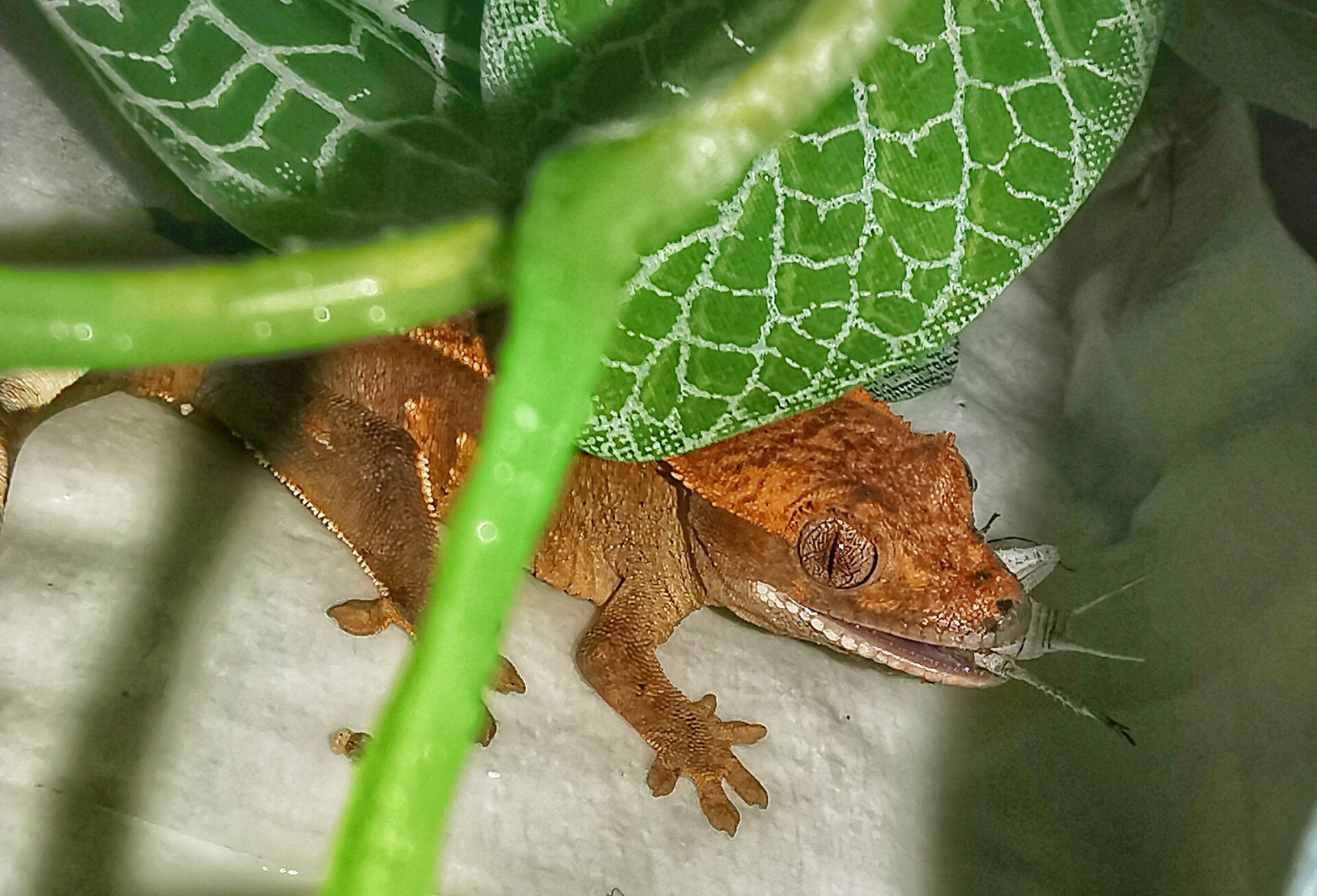 Crested Gecko — Baby crested gecko eating cricket
