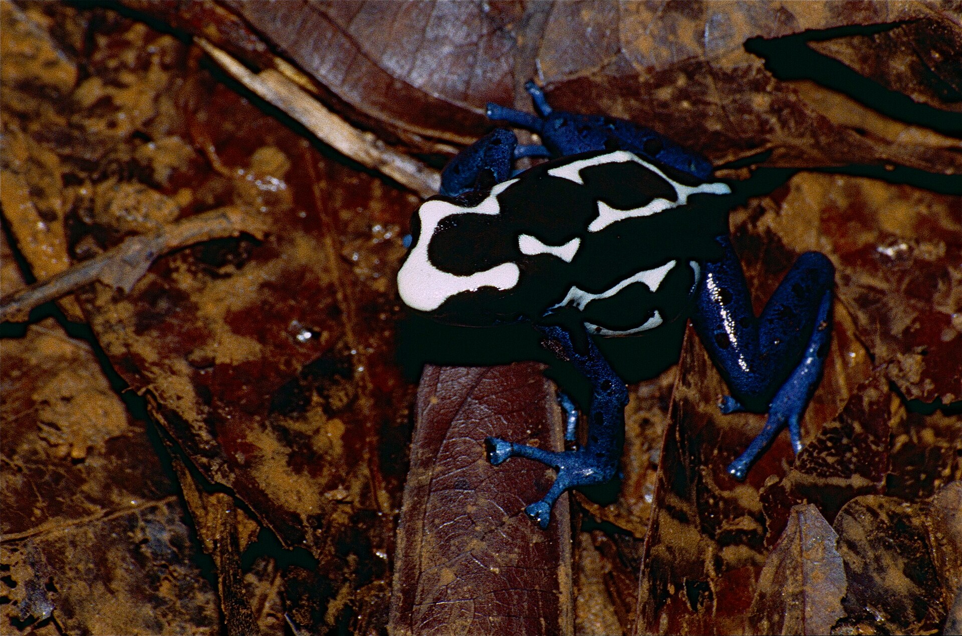 Dyeing Dart Frog — Blue Poison Dart Frog (Dendrobates tinctorius azureus morph)