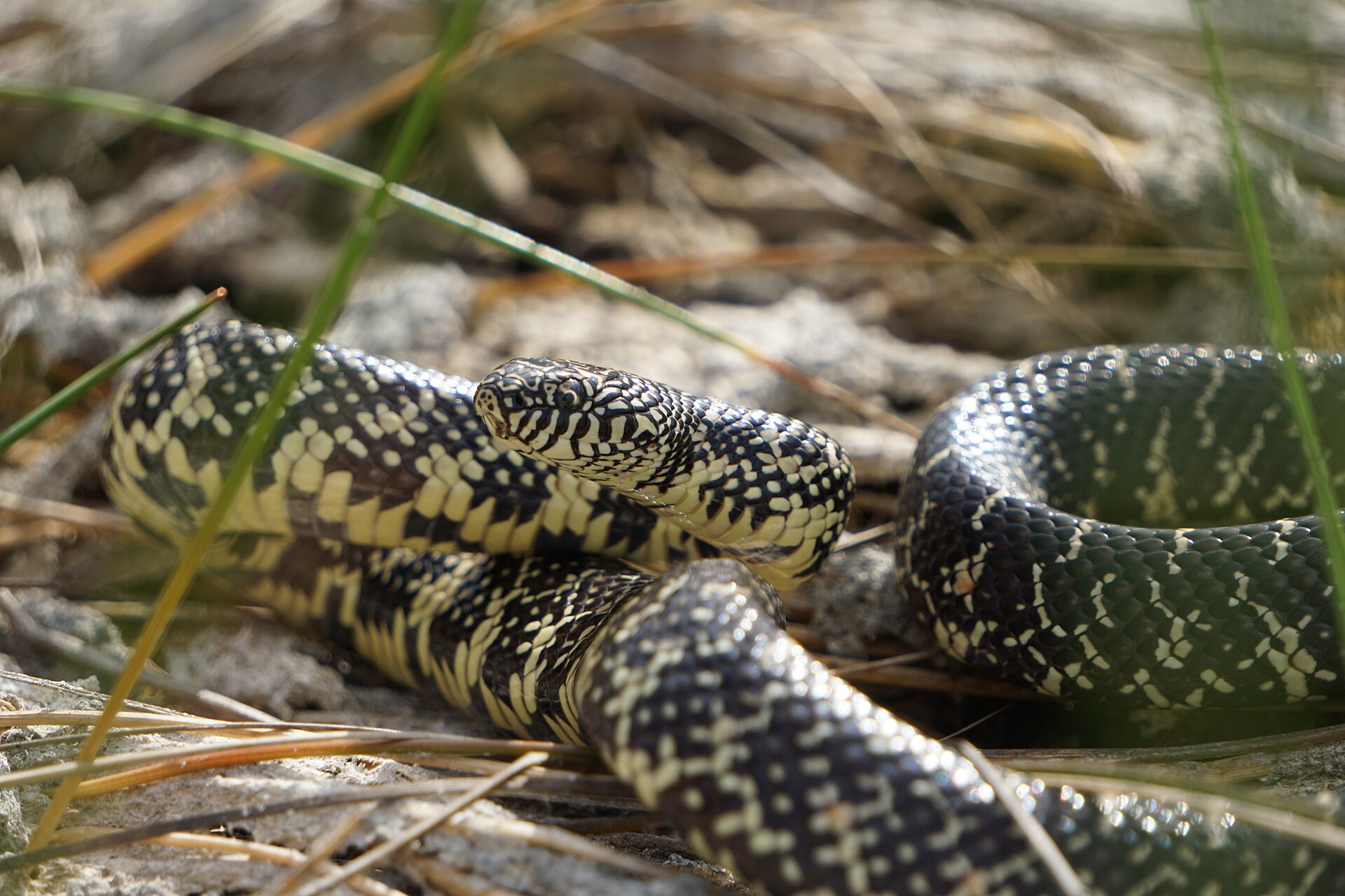 Florida Kingsnake — Florida Kingsnake, Shark Valley, Everglades