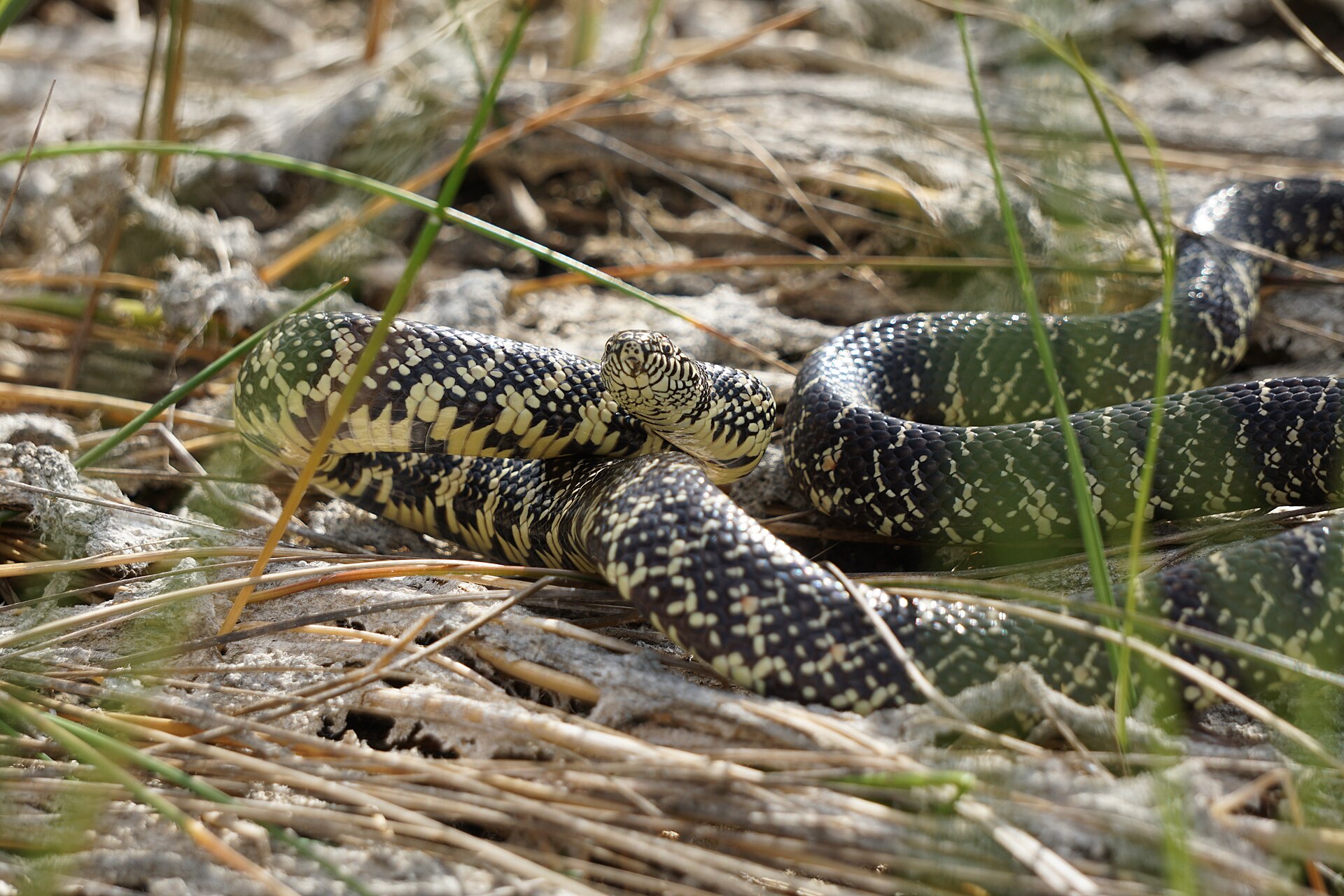 Florida Kingsnake — Florida Kingsnake (Lampropeltis floridana)