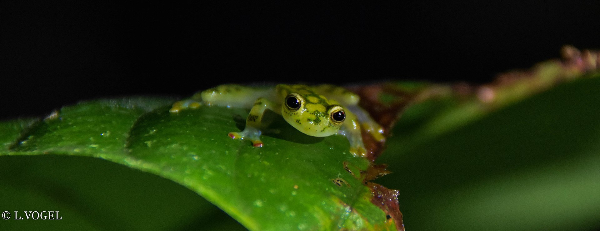 Glass Frog — Hyalinobatrachium valerioi (reticulated glass frog), Selva Verde, Costa Rica
