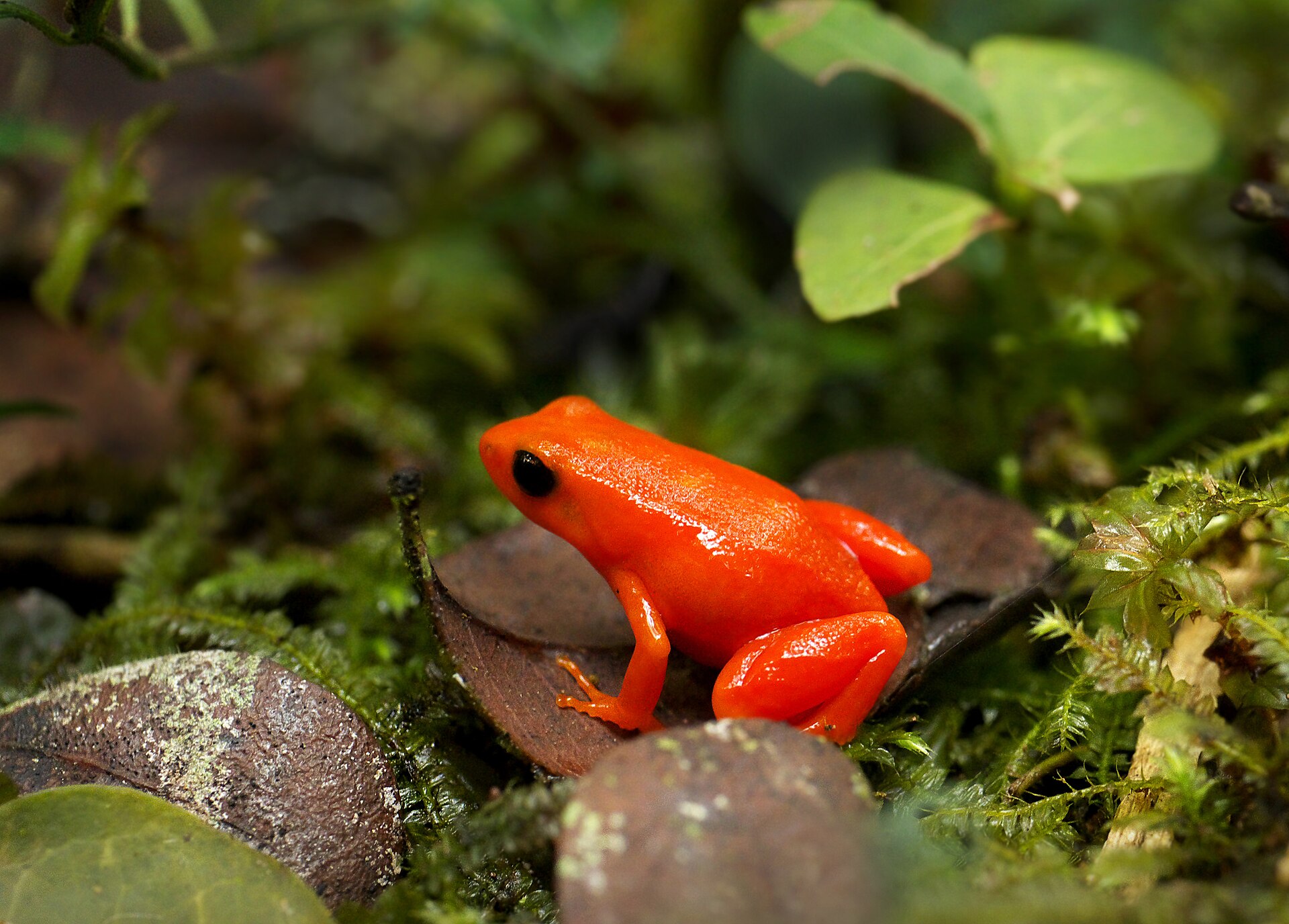 Golden Mantella — Golden mantella (Mantella aurantiaca), Torotorofotsy marshes, Madagascar