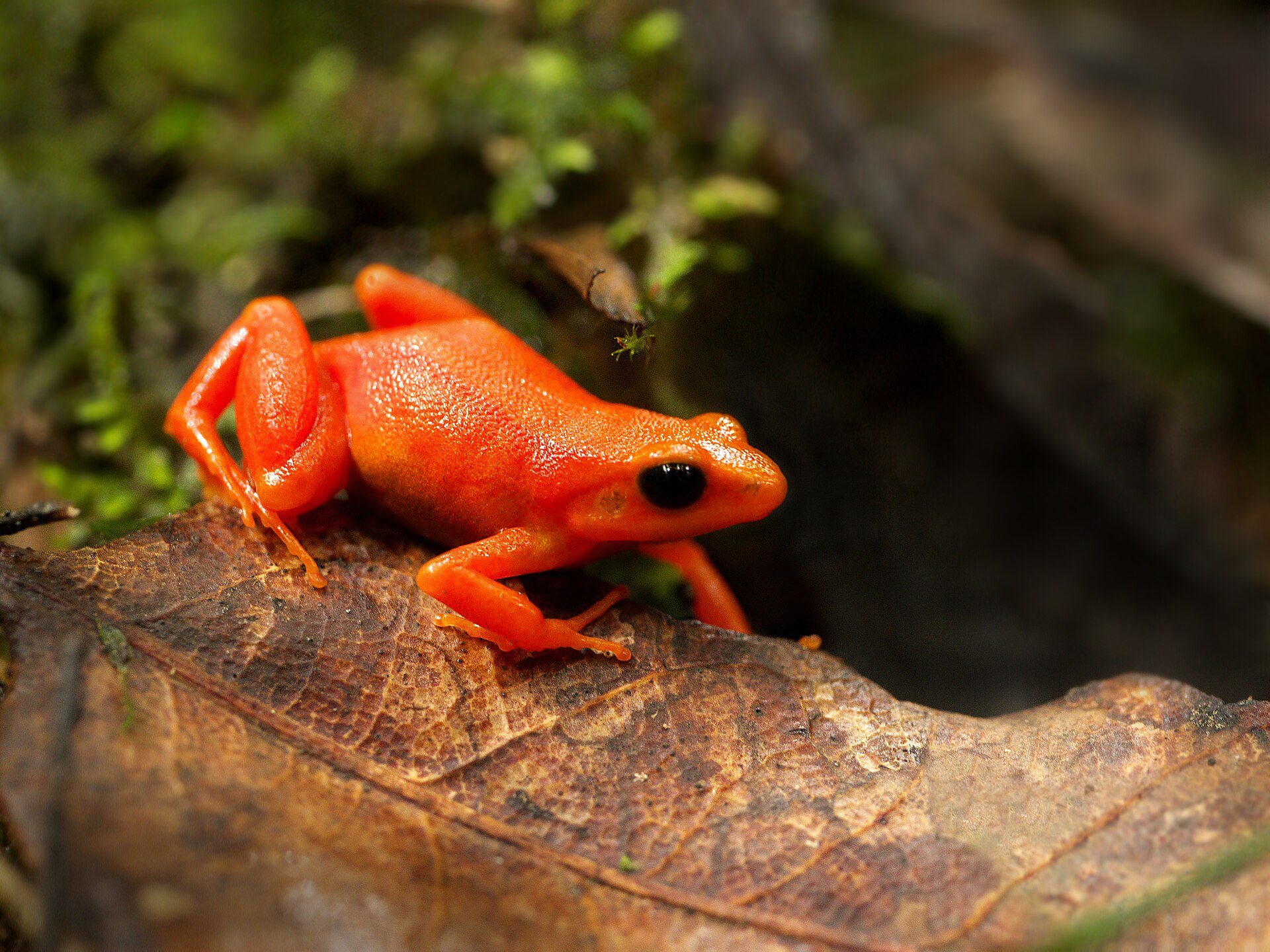 Golden Mantella — Golden mantella (Mantella aurantiaca), Torotorofotsy wetlands, Madagascar