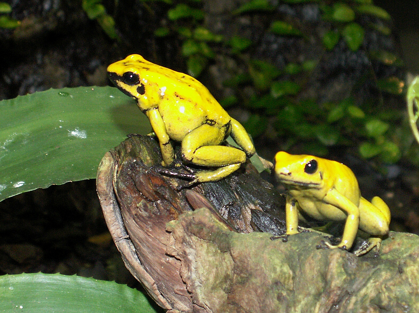 Golden Poison Frog — Goldenergiftfrosch — Phyllobates terribilis