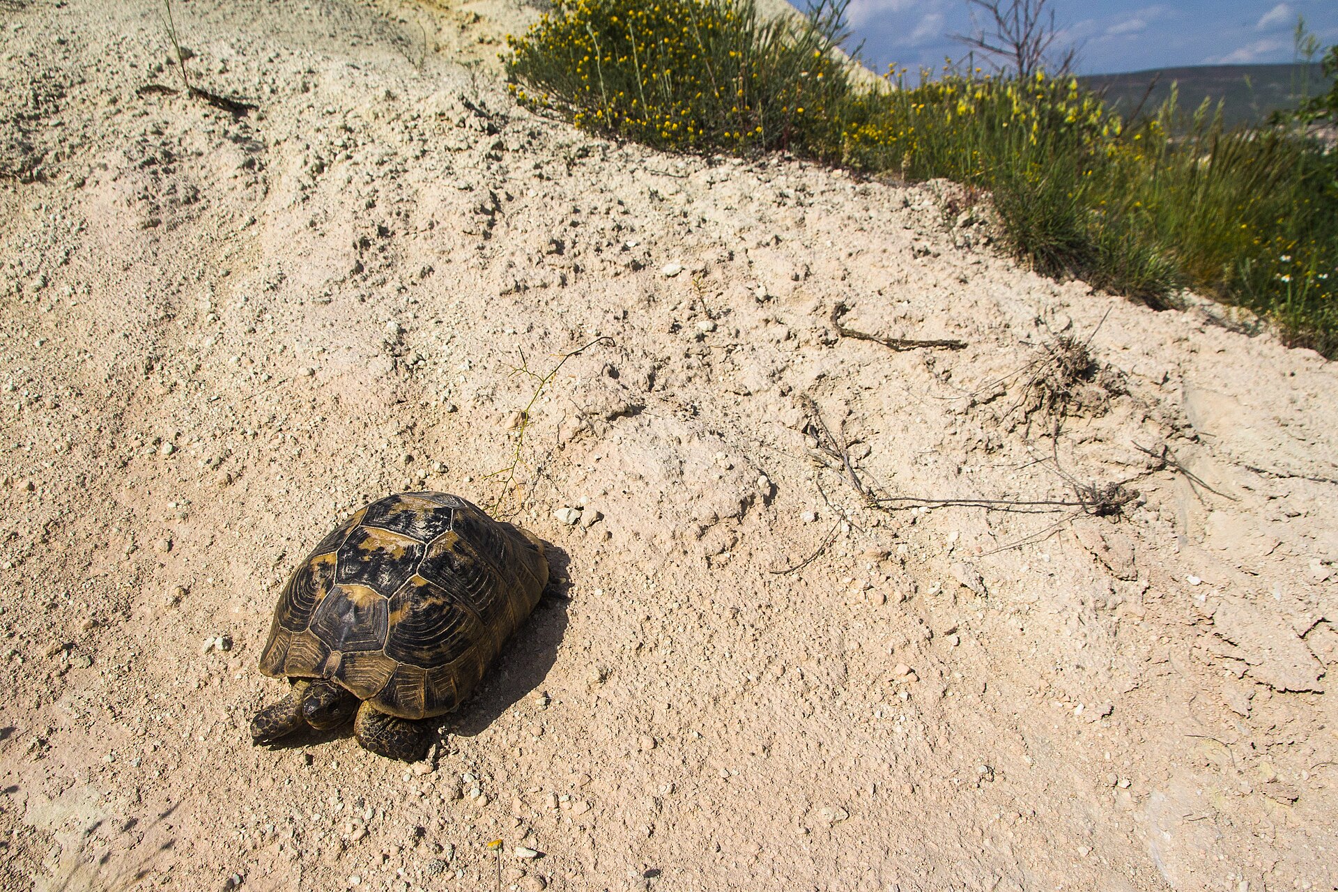 Greek Tortoise — Greek tortoise (Testudo graeca), Cappadocia, Turkey