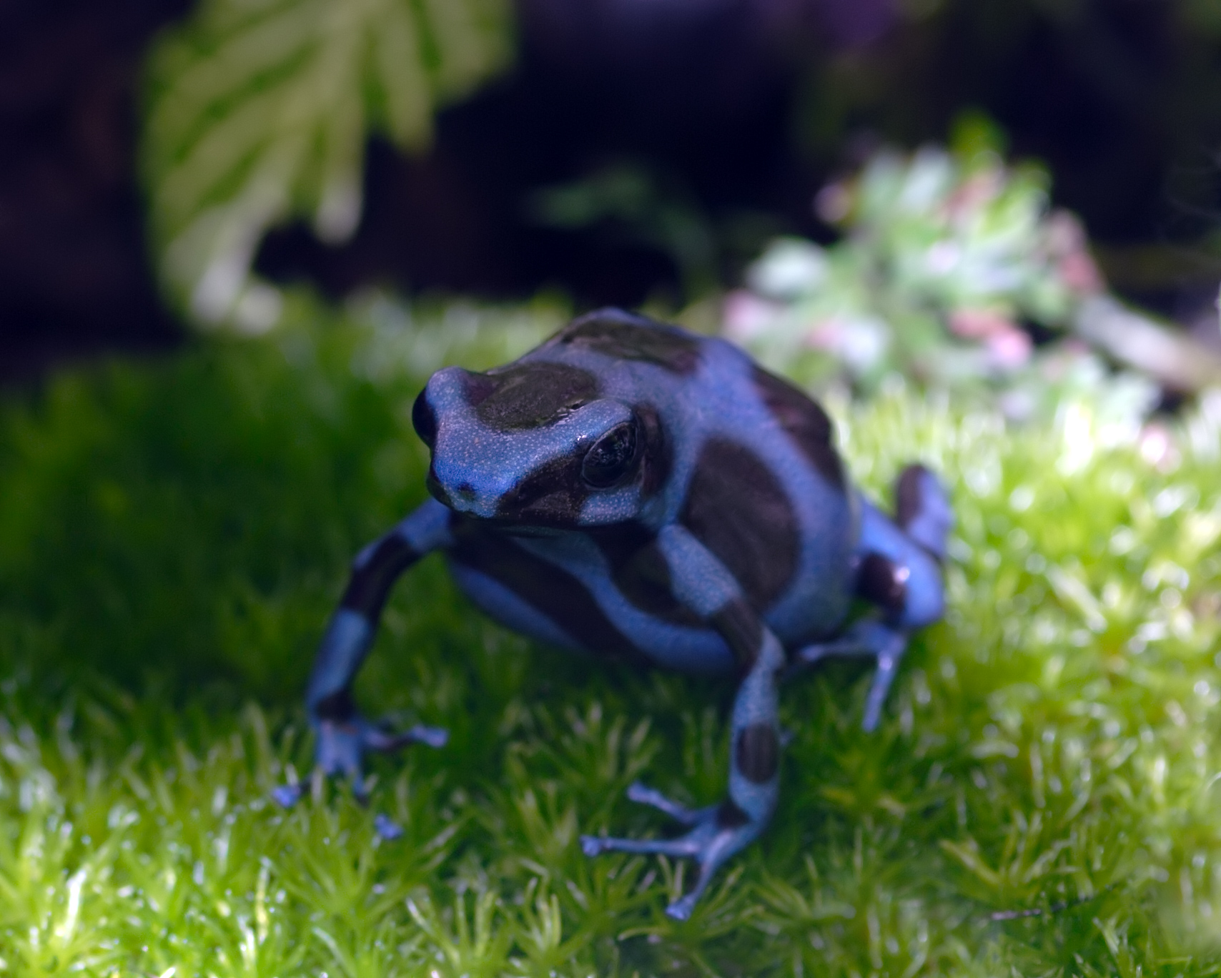 Green-and-Black Dart Frog — Green-and-black poison dart frog (Dendrobates auratus)