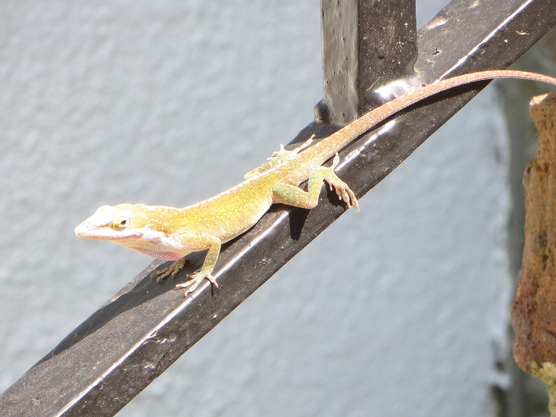 Green Anole — Green anole (Anolis carolinensis)
