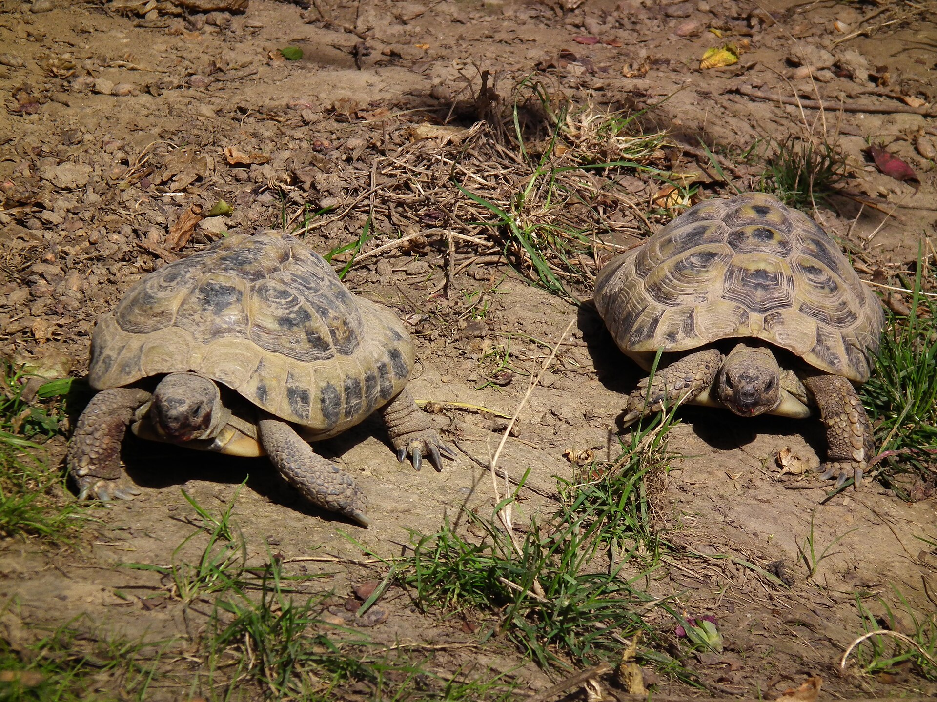 Hermann's Tortoise — Hermann's tortoises (Testudo hermanni), Leintalzoo Schwaigern