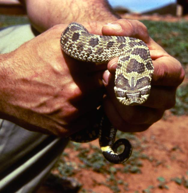 Hognose Snake — Western hognose snake (Heterodon nasicus)