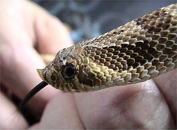Hognose Snake — Heterodon nasicus