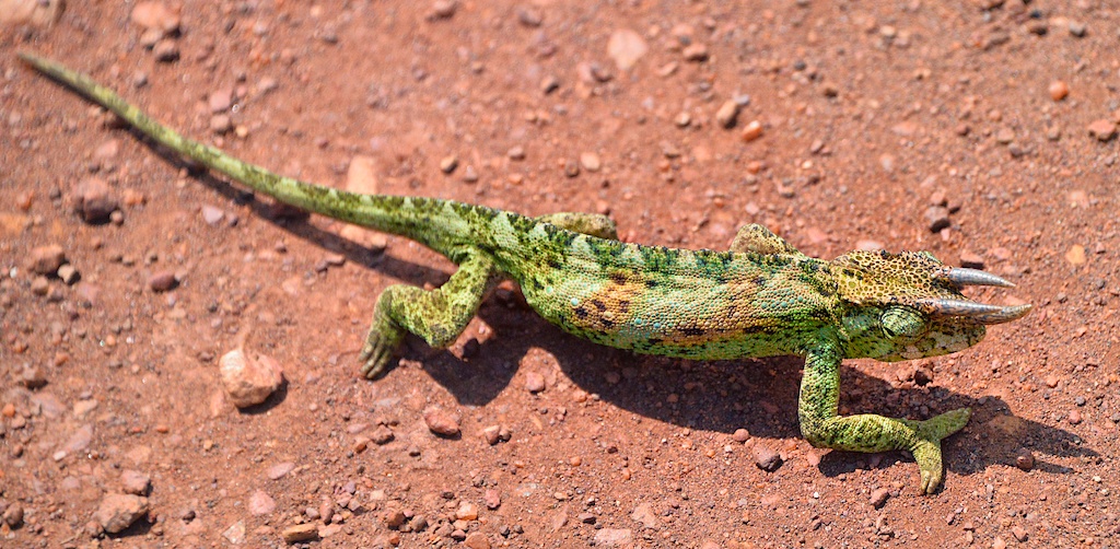 Jackson's Chameleon — Jackson's chameleon, Uganda