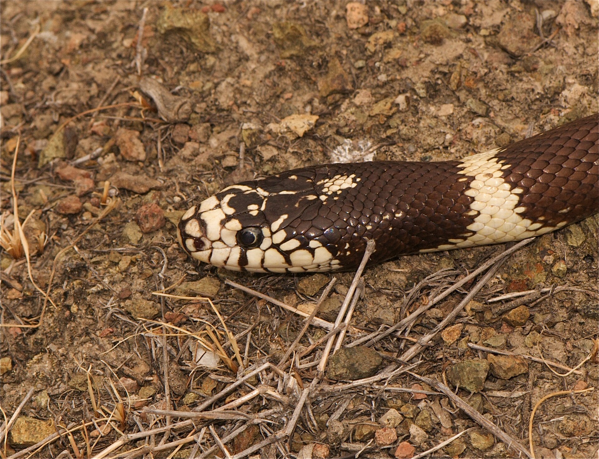 Kingsnake — California Kingsnake (Lampropeltis californiae)