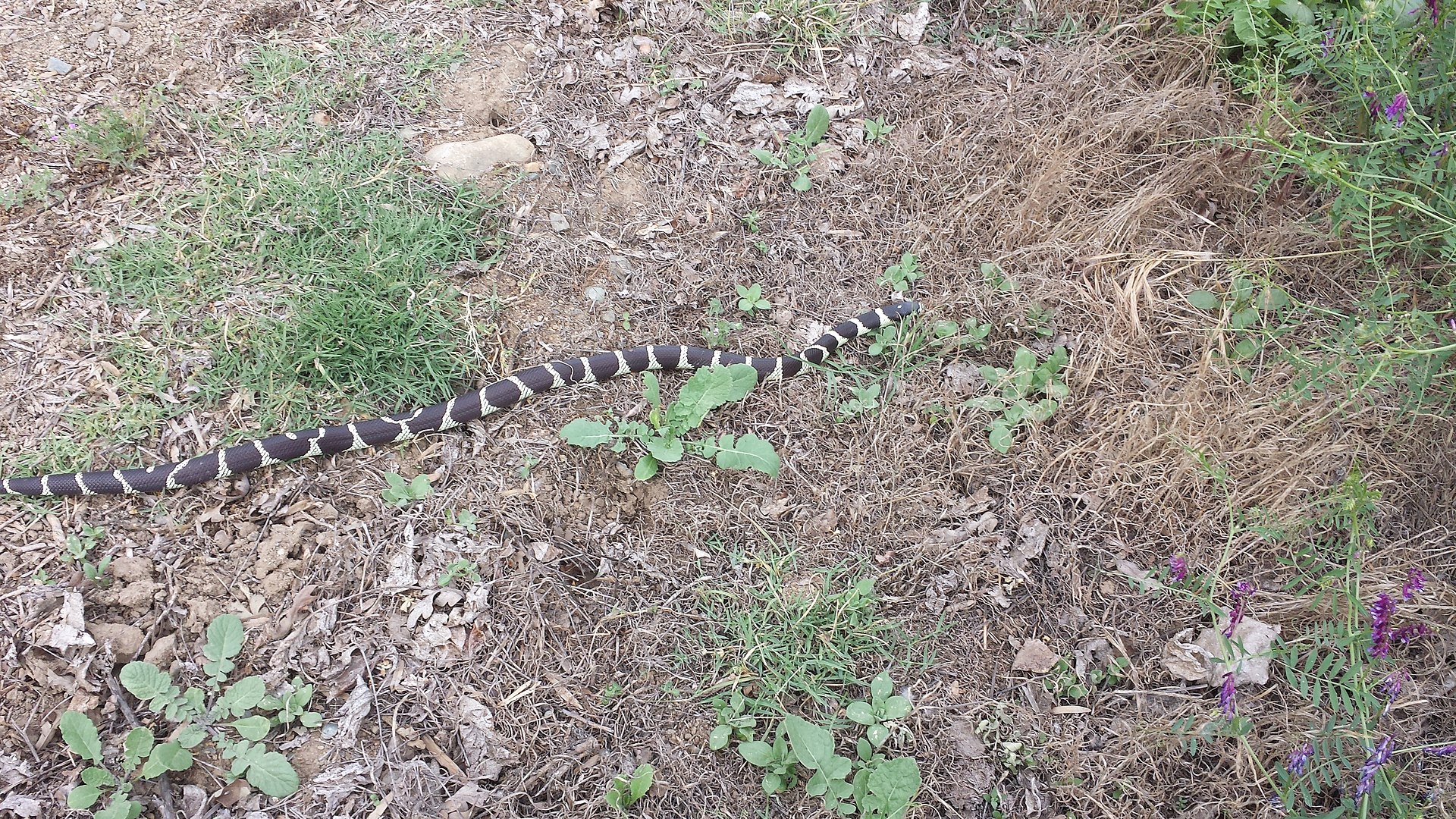 Kingsnake — CA Kingsnake