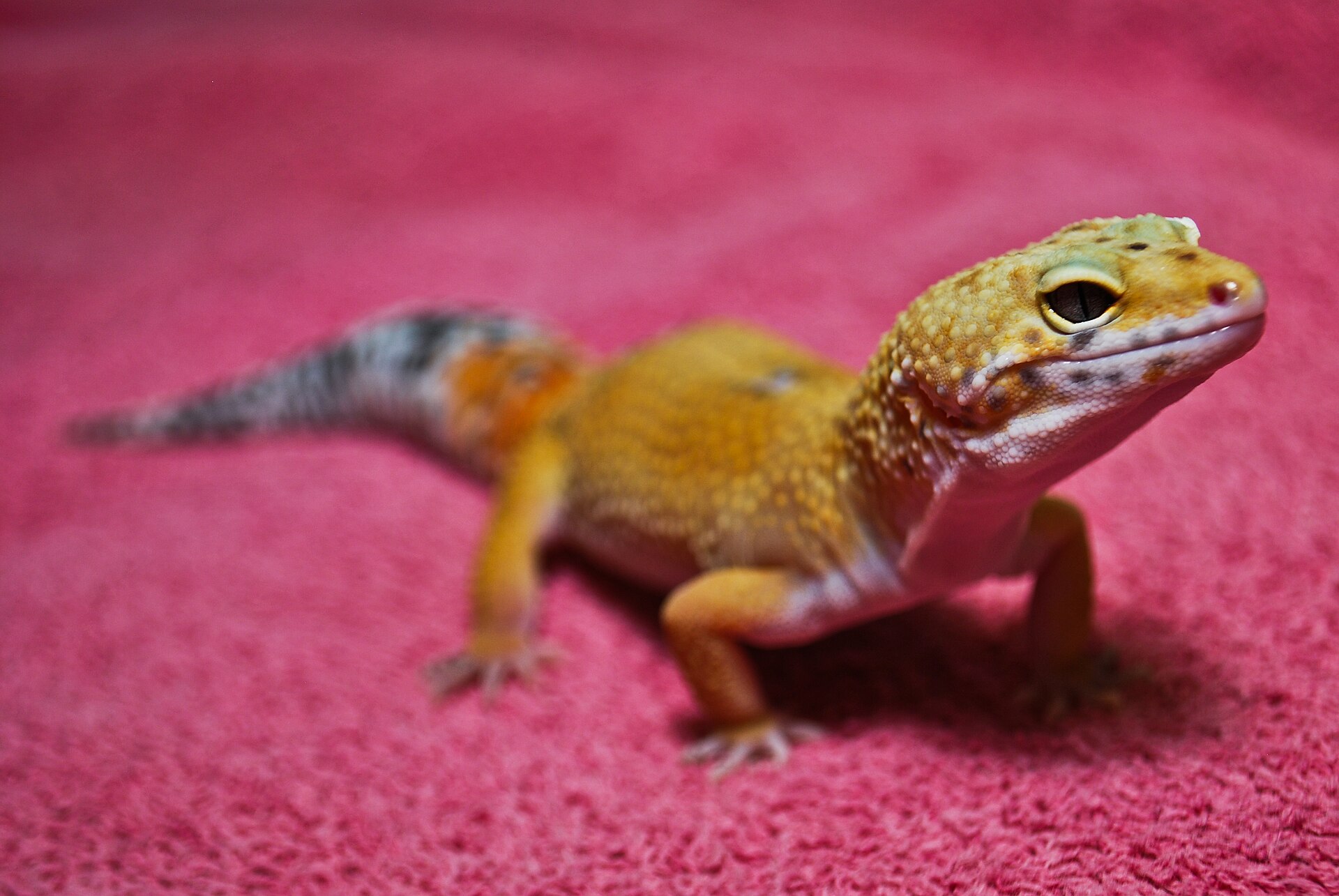 Leopard Gecko — Leopard gecko (Eublepharis macularius)