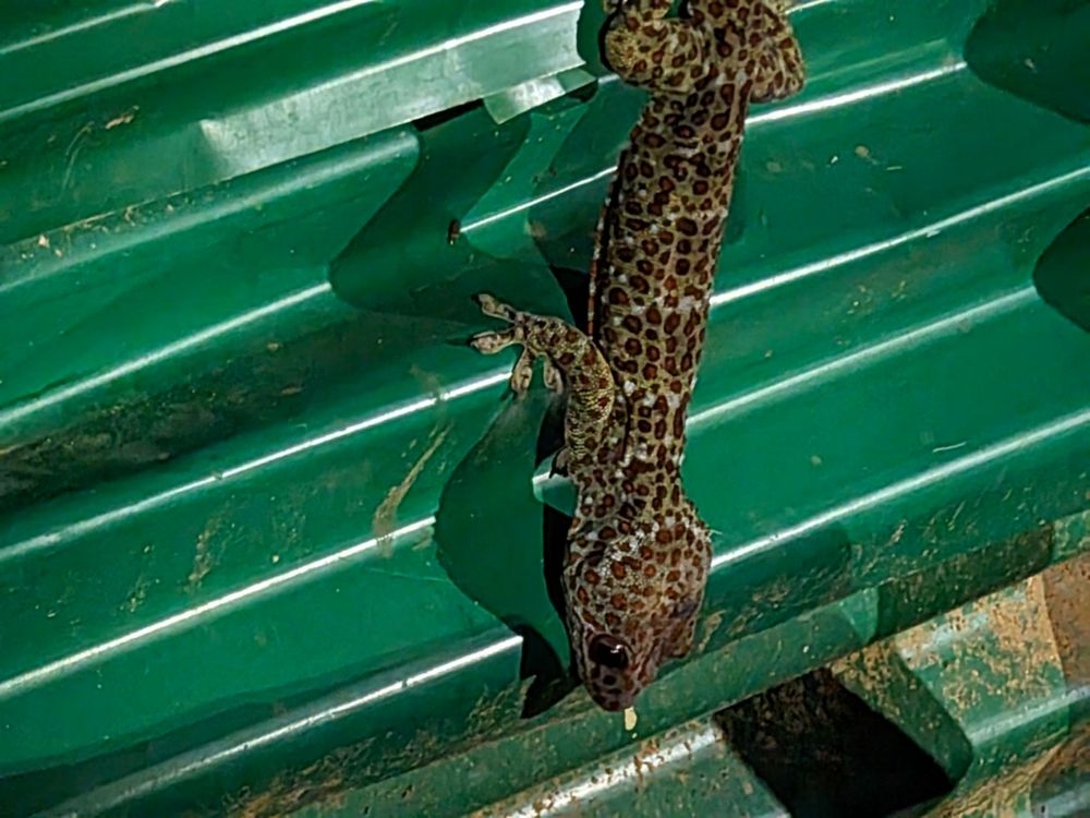 Leopard Gecko — Common leopard gecko