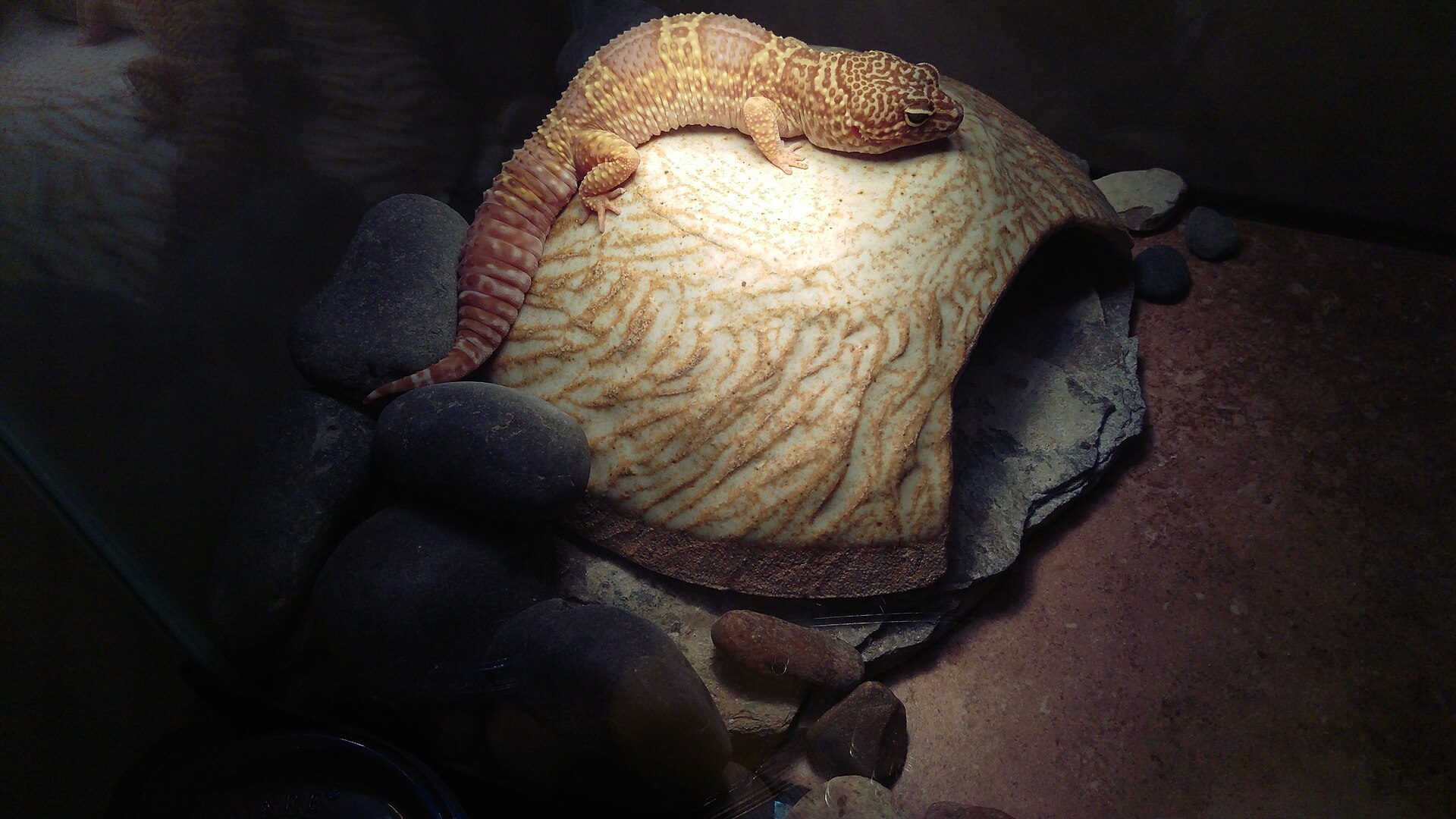 Leopard Gecko — Leopard gecko basking