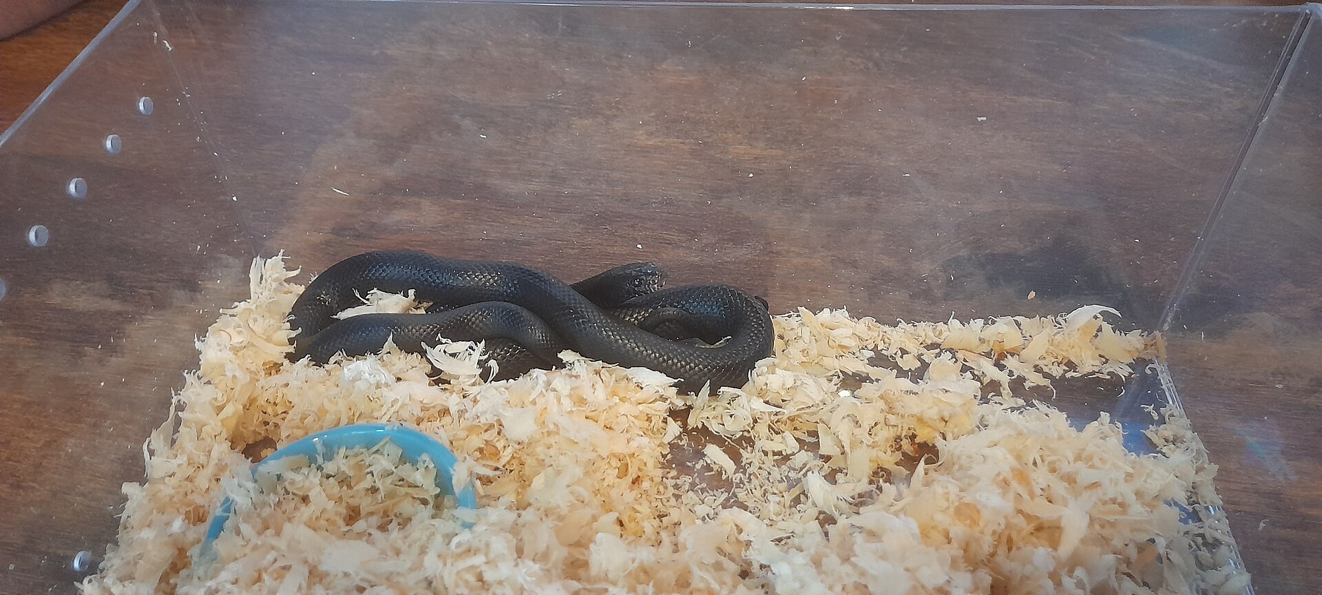 Mexican Black Kingsnake — Mexican black kingsnake (Lampropeltis nigrita)