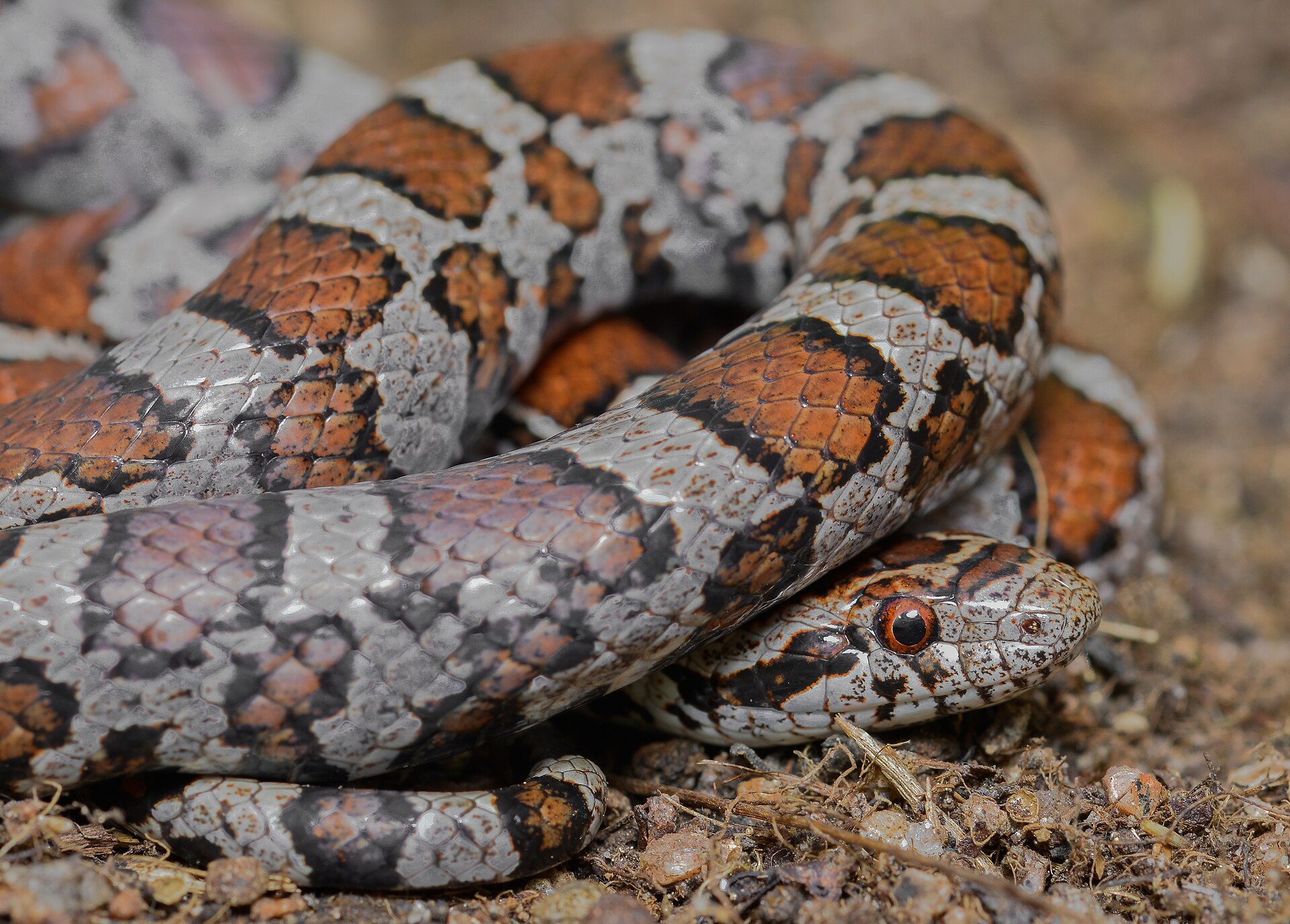 Milk Snake — Eastern Milk Snake (Lampropeltis triangulum triangulum)
