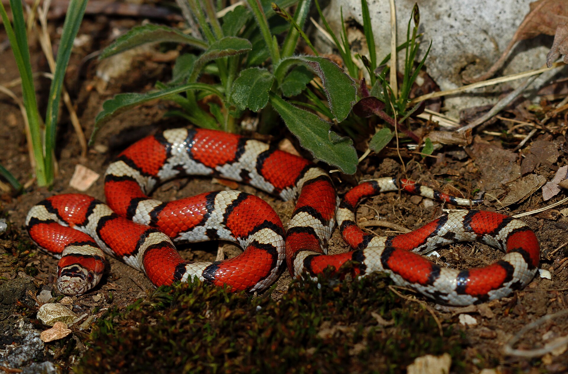 Milk Snake — Eastern Milksnake (Lampropeltis triangulum)
