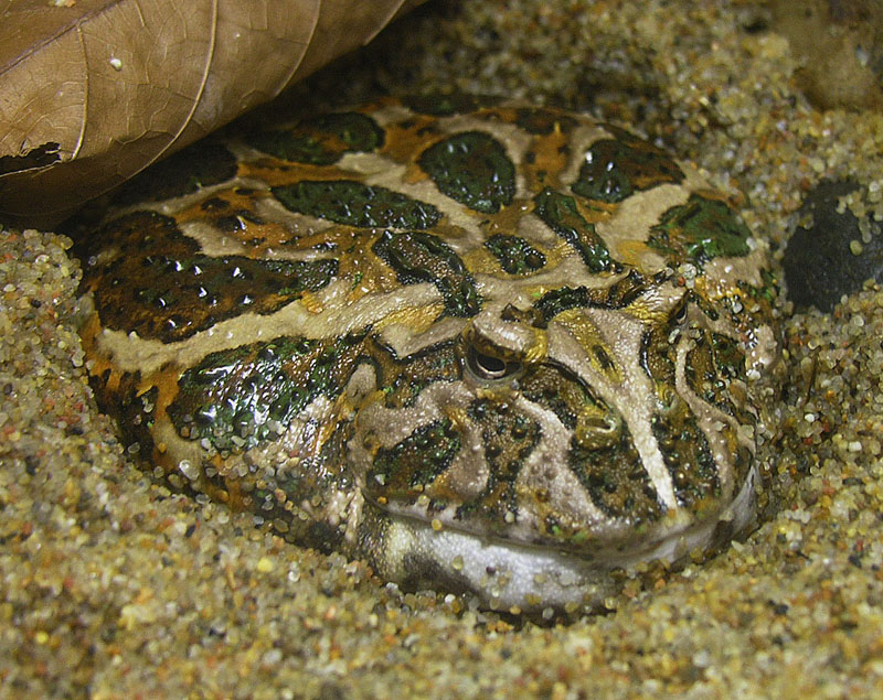 Pacman Frog — Argentine horned frog (Ceratophrys ornata)