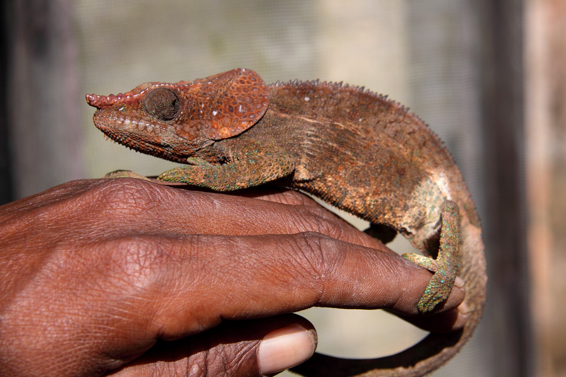 Panther Chameleon — Panther chameleon (Furcifer pardalis), Madagascar