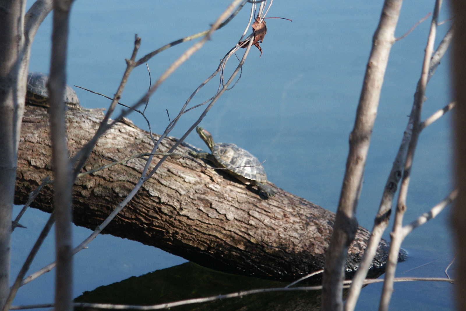 Red-Eared Slider — Red-eared sliders basking