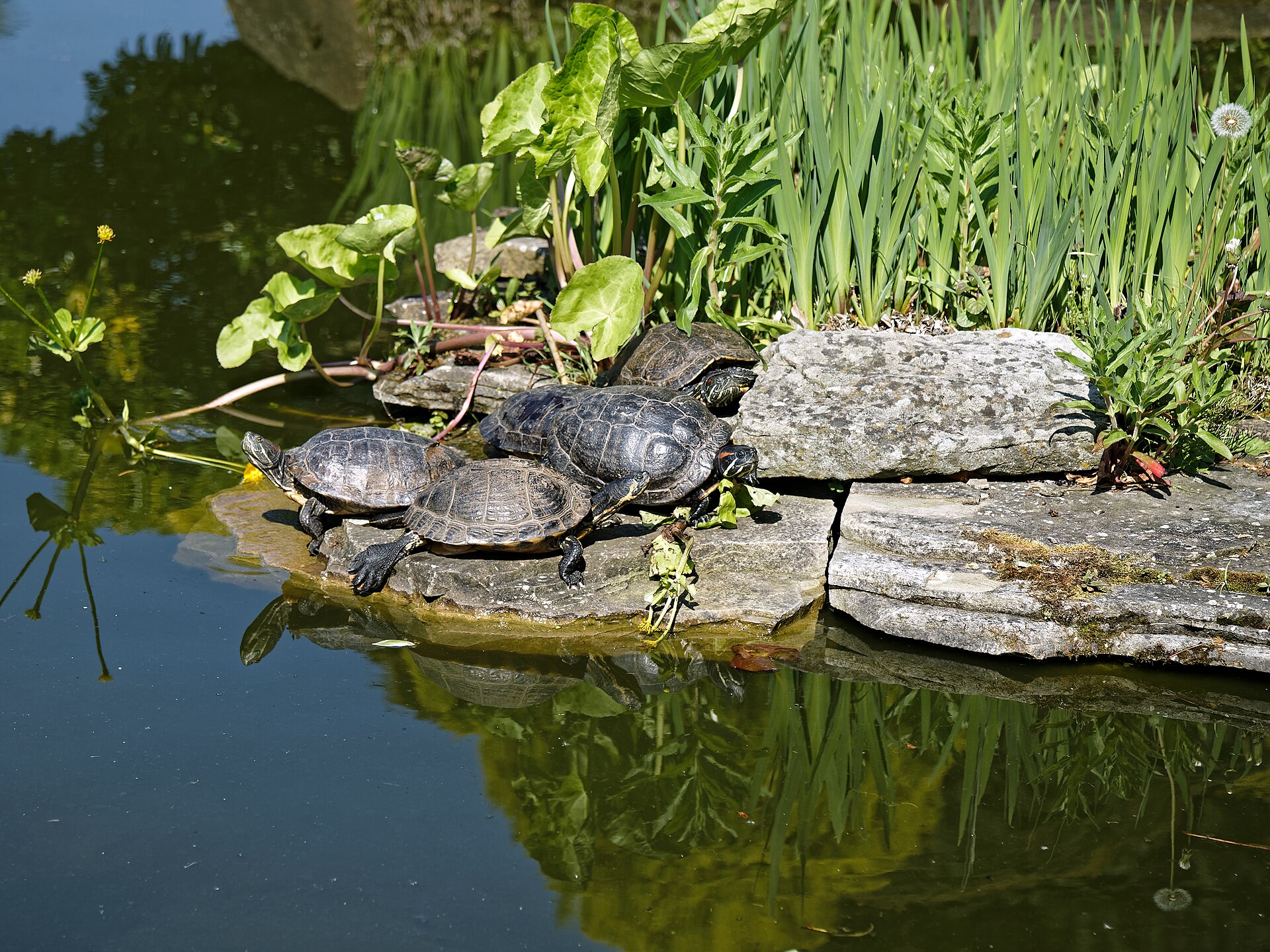 Red-Eared Slider — Red-eared sliders in pond