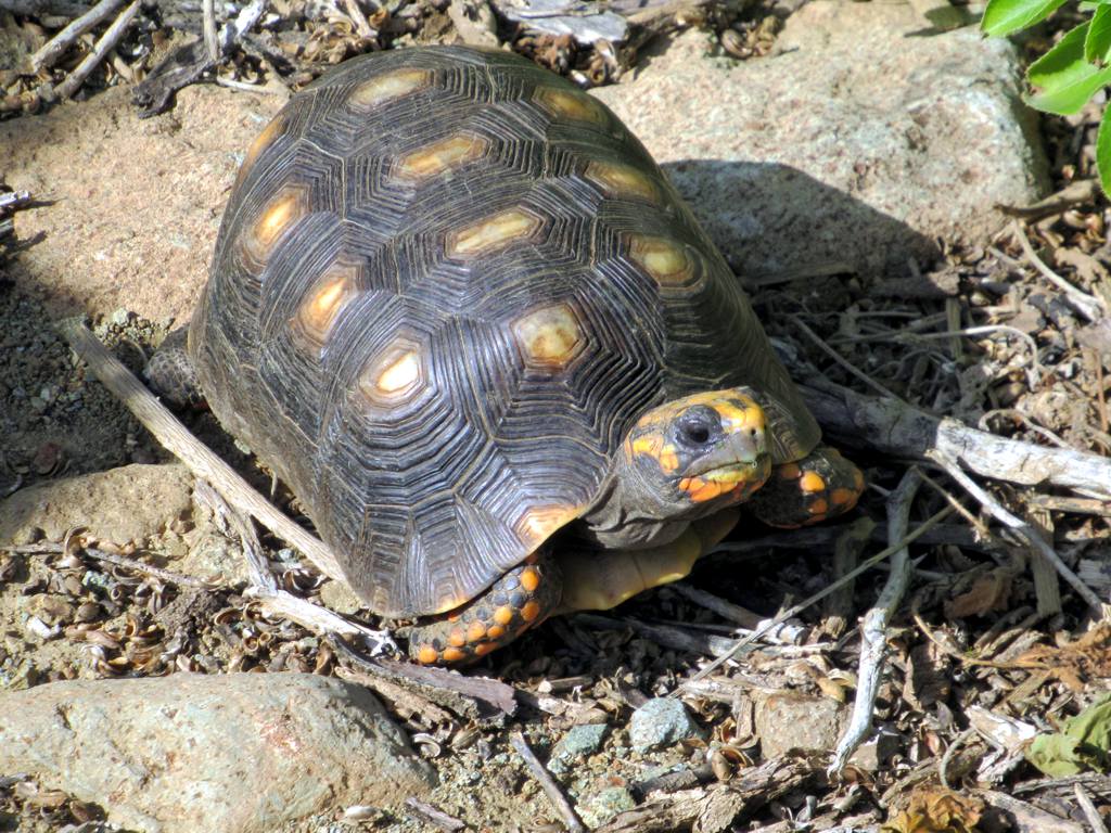 Red-Footed Tortoise — Red-footed tortoise (Chelonoidis carbonarius)
