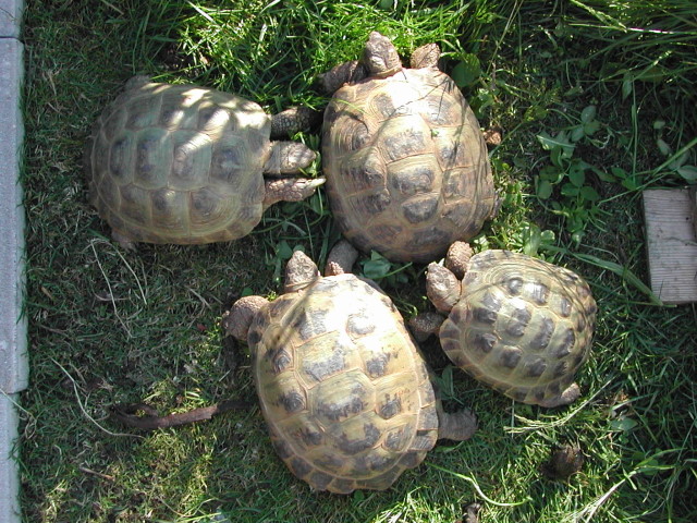 Russian Tortoise — Russian tortoises (Testudo horsfieldii)