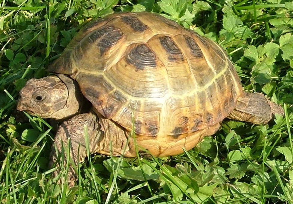 Russian Tortoise — Russian tortoise (Testudo horsfieldii)