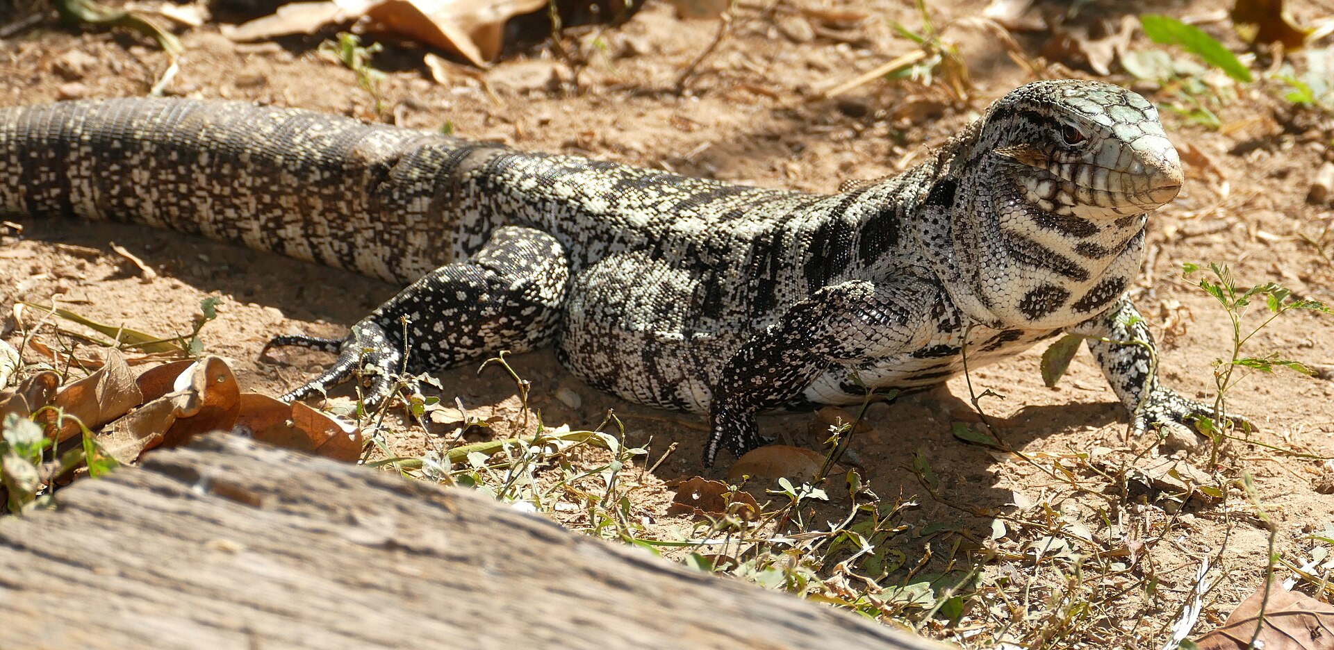 Tegu — Argentine Black and White Tegu (Salvator merianae)