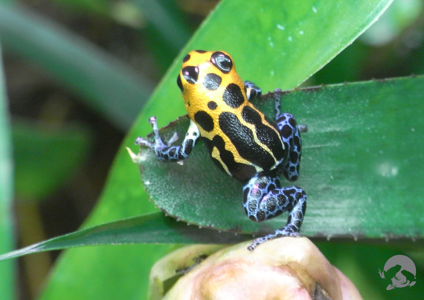 Thumbnail Dart Frog — Ranitomeya imitator (Jeberos variety)