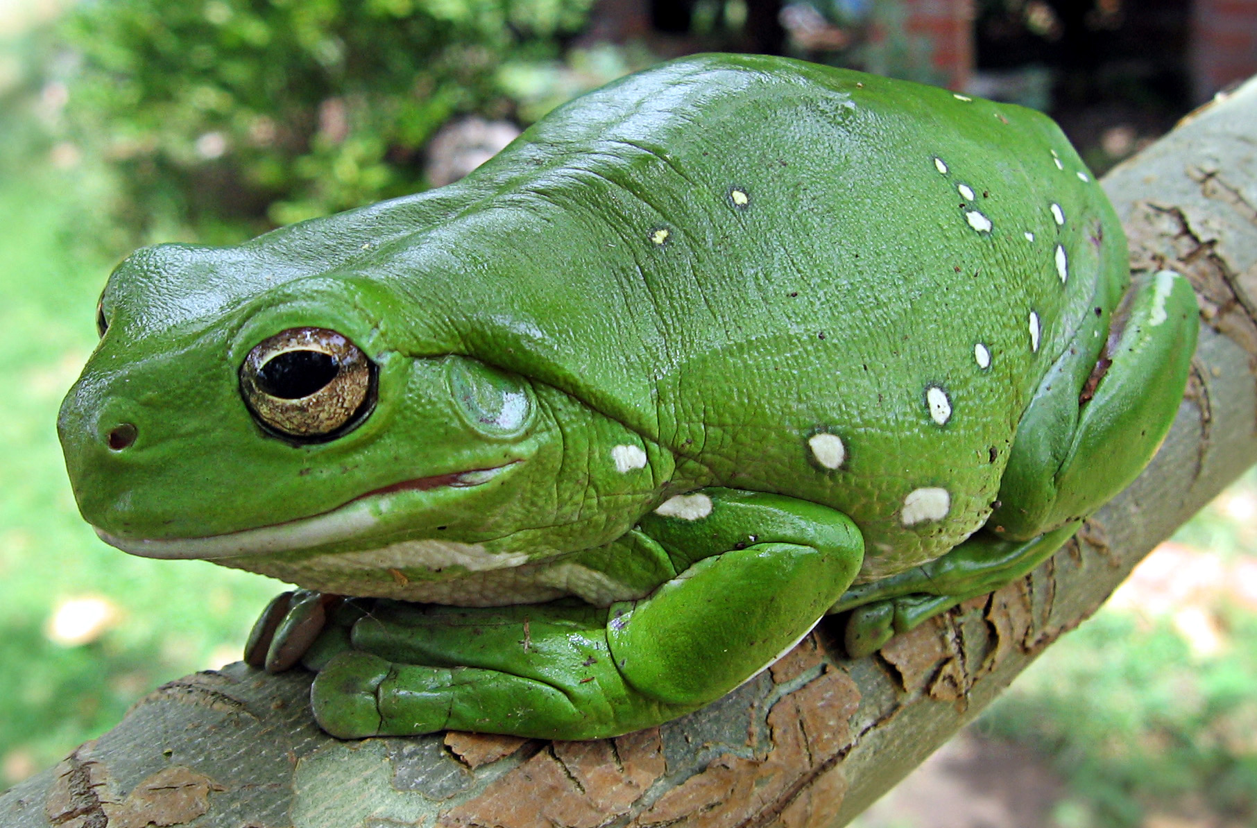 Tree Frog — Australian green tree frog (Ranoidea caerulea)