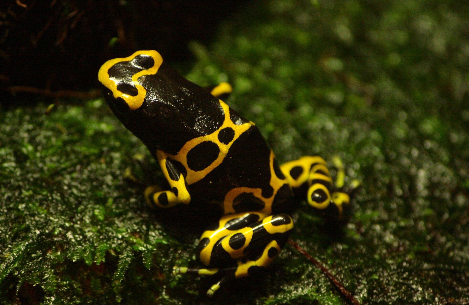Yellow-Banded Dart Frog — Yellow-banded dart frog (Dendrobates leucomelas)
