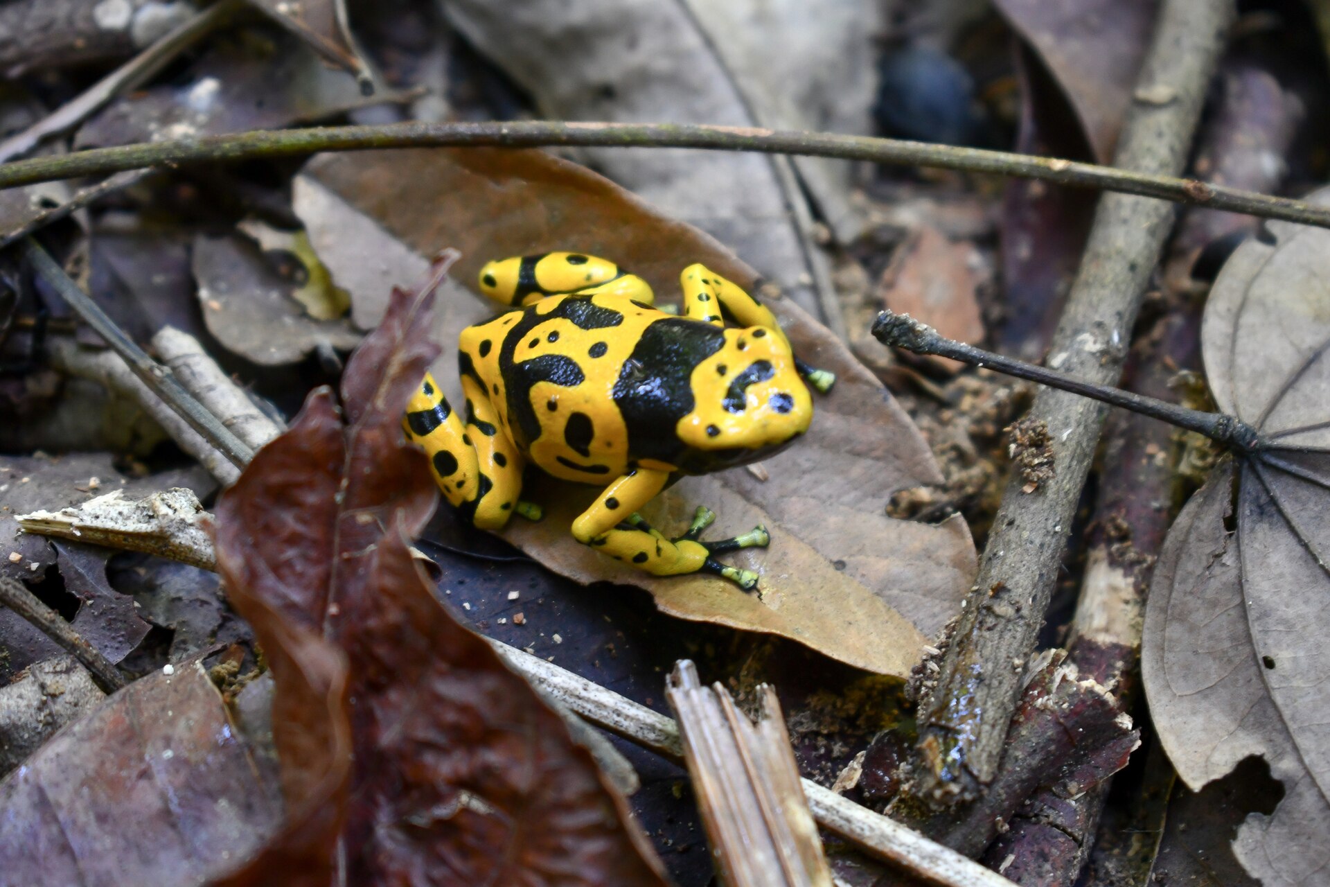 Yellow-Banded Dart Frog — Dendrobates leucomelas