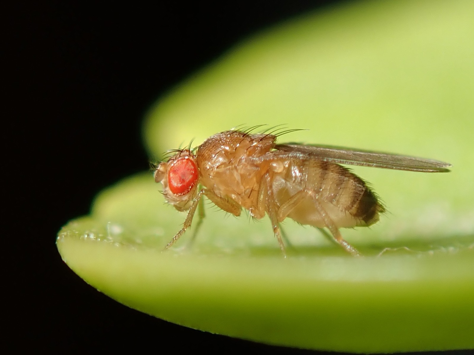 Drosophila melanogaster fruit fly — the standard hobby feeder insect for dart frogs