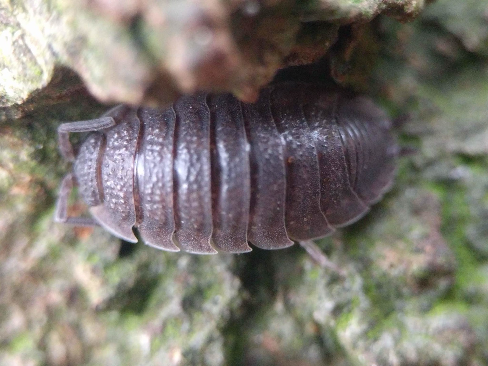 Porcellio scaber isopod (common rough woodlouse) — a hobby-kept isopod species