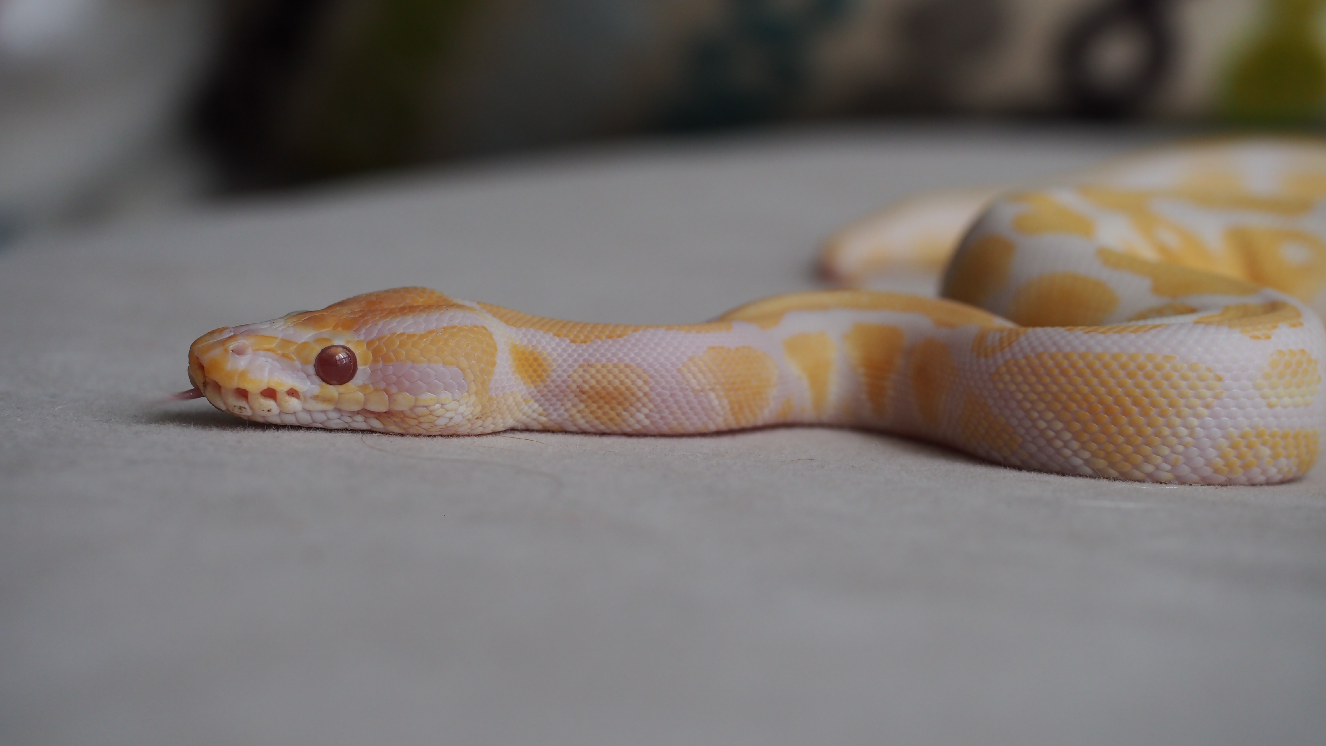 Lavender Albino