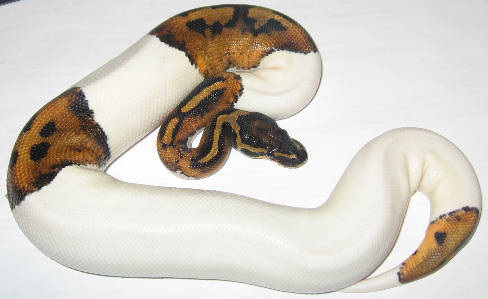 Piebald
