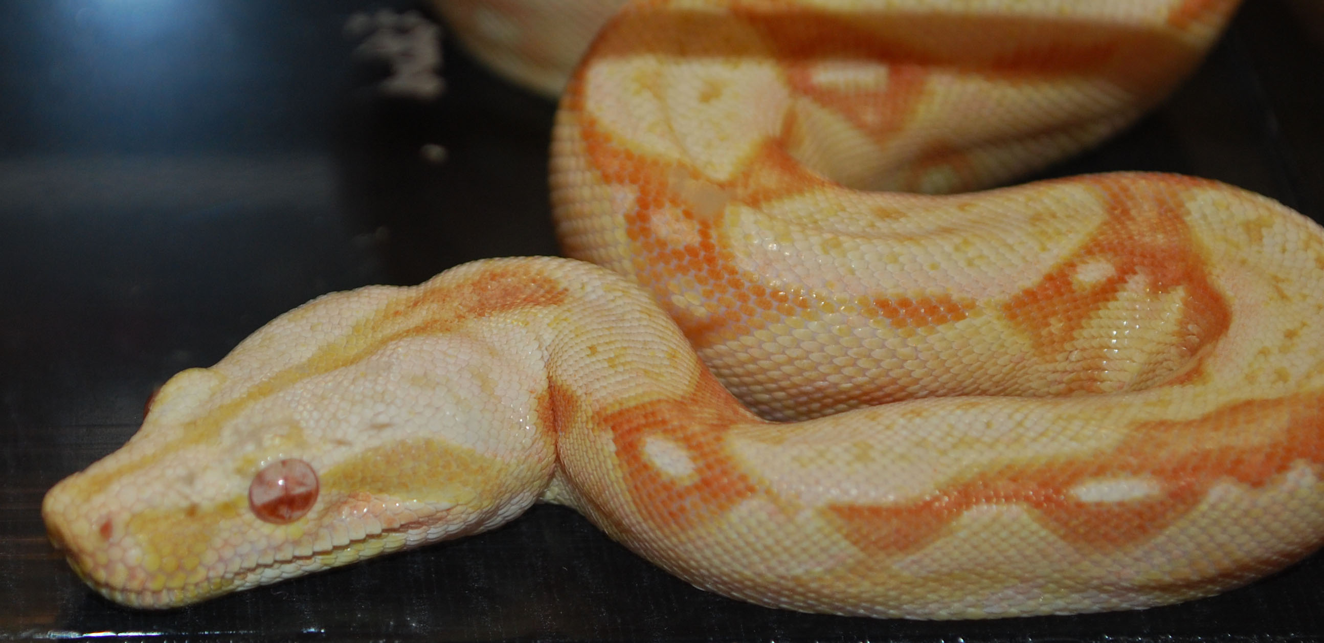 Albino